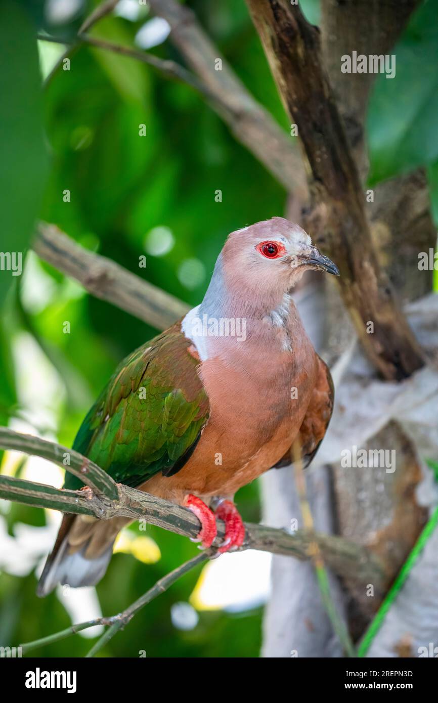 The purple-tailed imperial pigeon (Ducula rufigaster) is a species of bird in the family Columbidae. It is found in New Guinea. Stock Photo