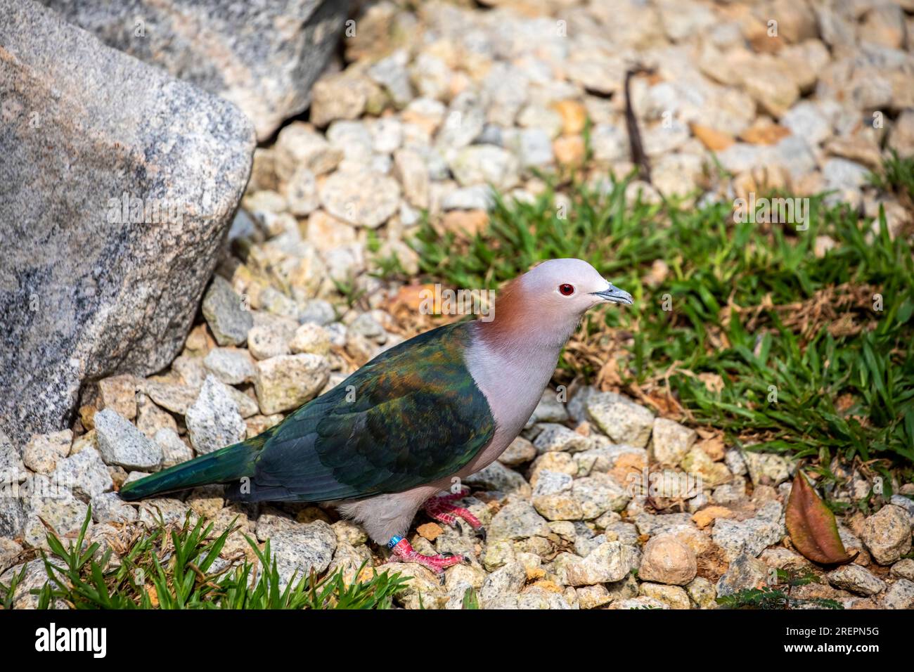 The chestnut-naped imperial pigeon (Ducula aenea paulina) stands on the ground. It is subspecies of Green imperial pigeon from Celebes Indonesia. Stock Photo