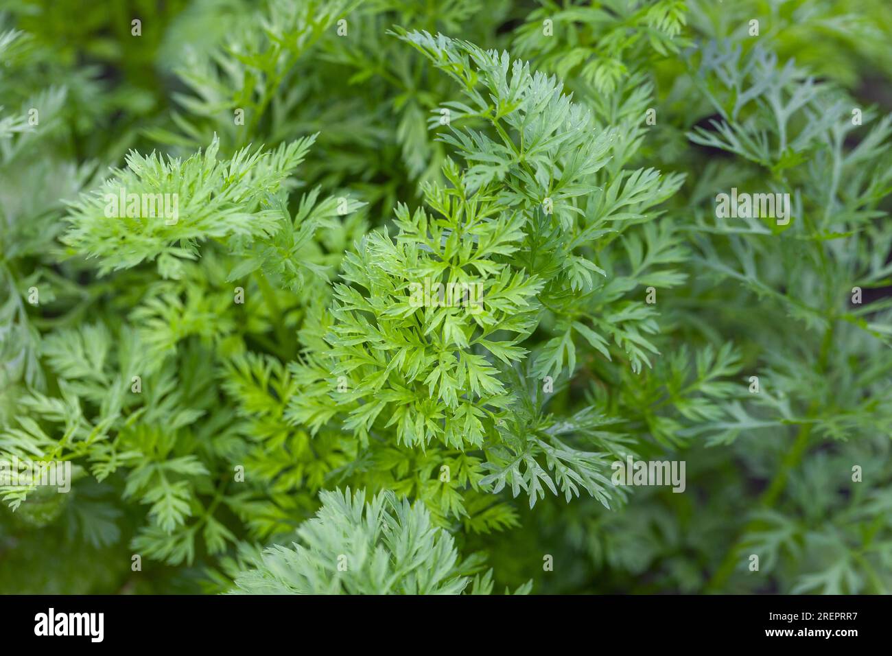 Young green carrot leaves texture. Agriculture background with green