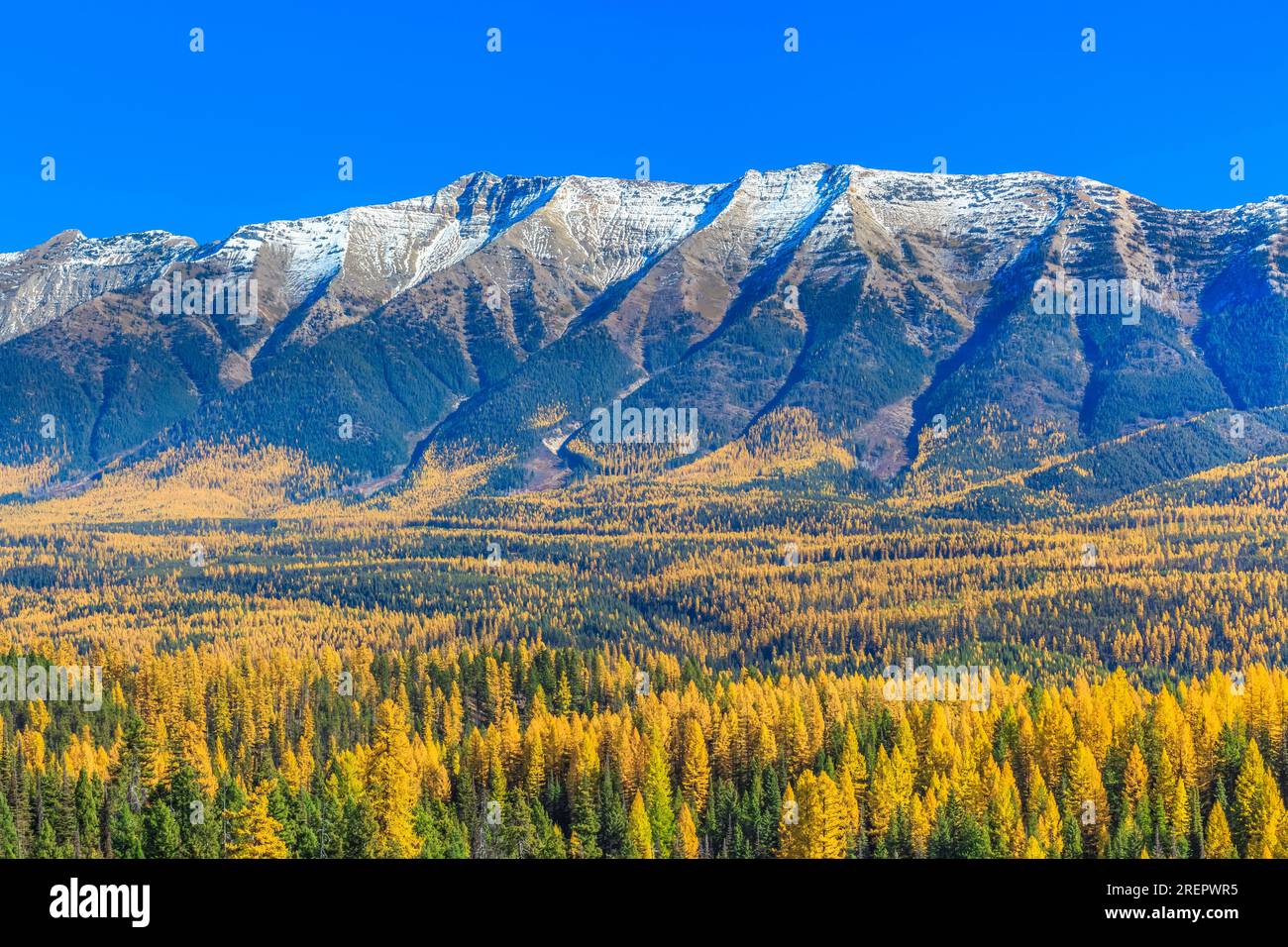 swan range and larch in fall color above the seeley-swan valley in the upper clearwater river basin near condon, montana Stock Photo