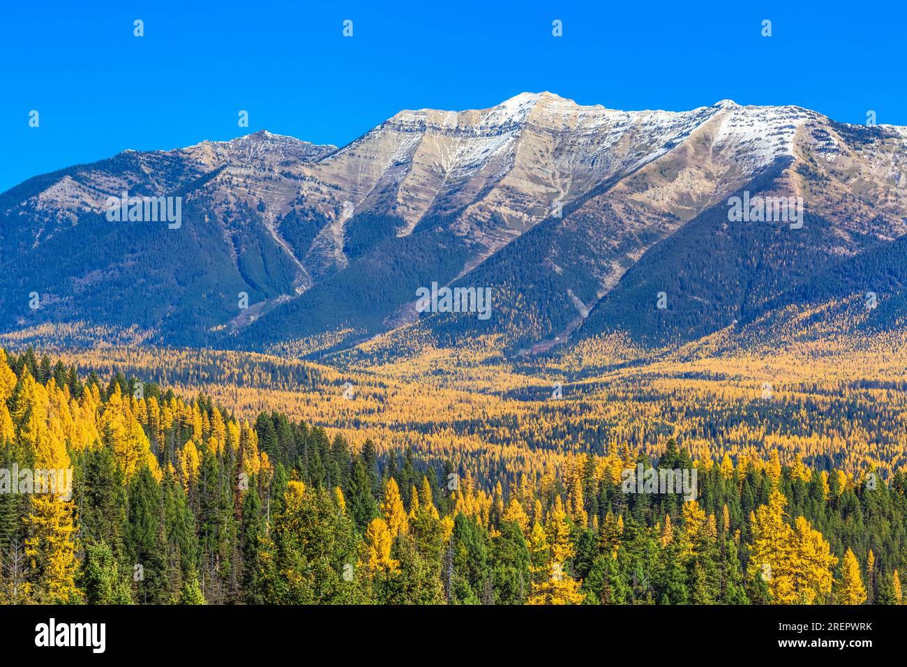 swan range and larch in fall color above the seeley-swan valley in the upper clearwater river basin near condon, montana Stock Photo