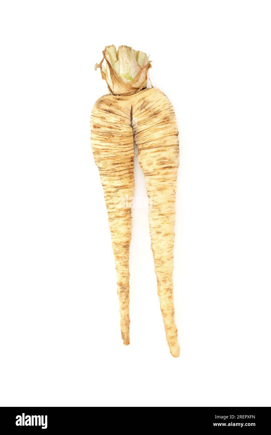 Forked and deformed parsnip vegetable. Organic imperfect example on white background. Apiaceae. Pastinaca sativa. Stock Photo