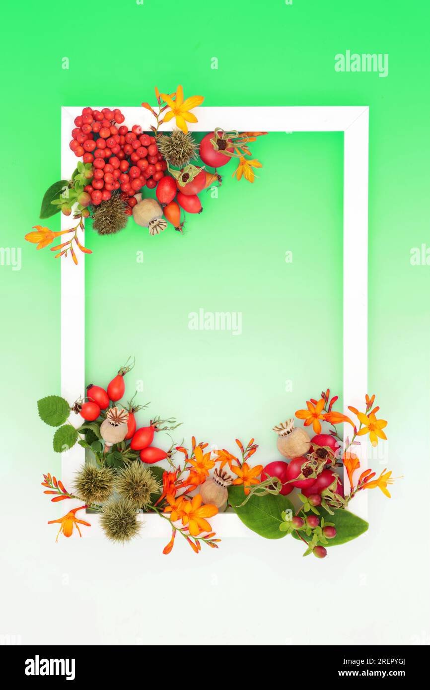 Autumn Fall Thanksgiving festive nature background frame with flowers, leaves, berry fruit, nuts with white frame on gradient green white. Stock Photo