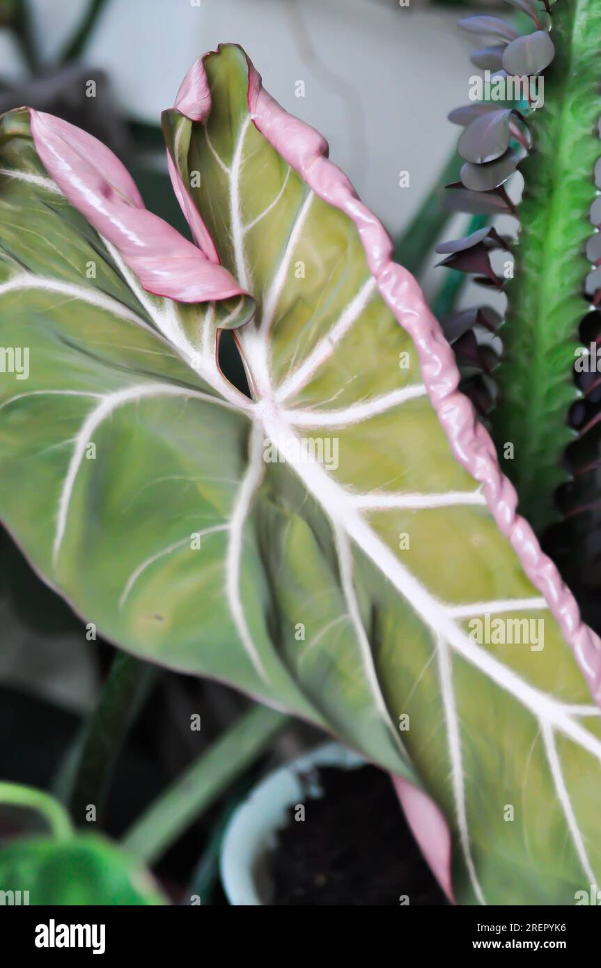 Philodendron Gloriosum ,Philodendron plant or new born Philodendron  Gloriosum Stock Photo - Alamy
