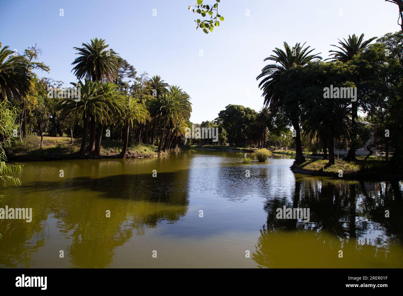 Tranquil lake embraced by palm trees in Parque Rodó, Montevideo, Uruguay Stock Photo