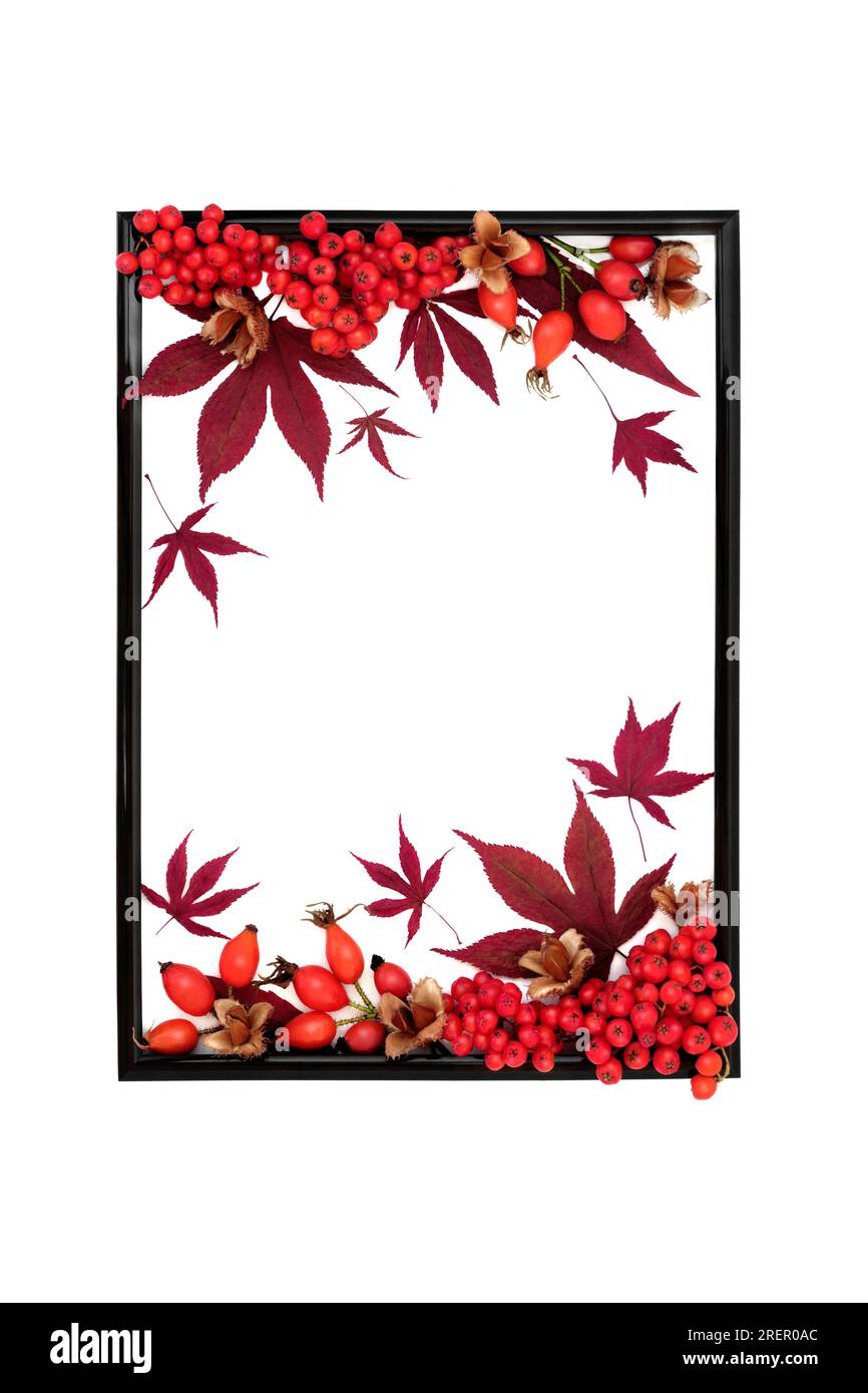 Autumn Fall Thanksgiving nature background frame with red maple leaves ...
