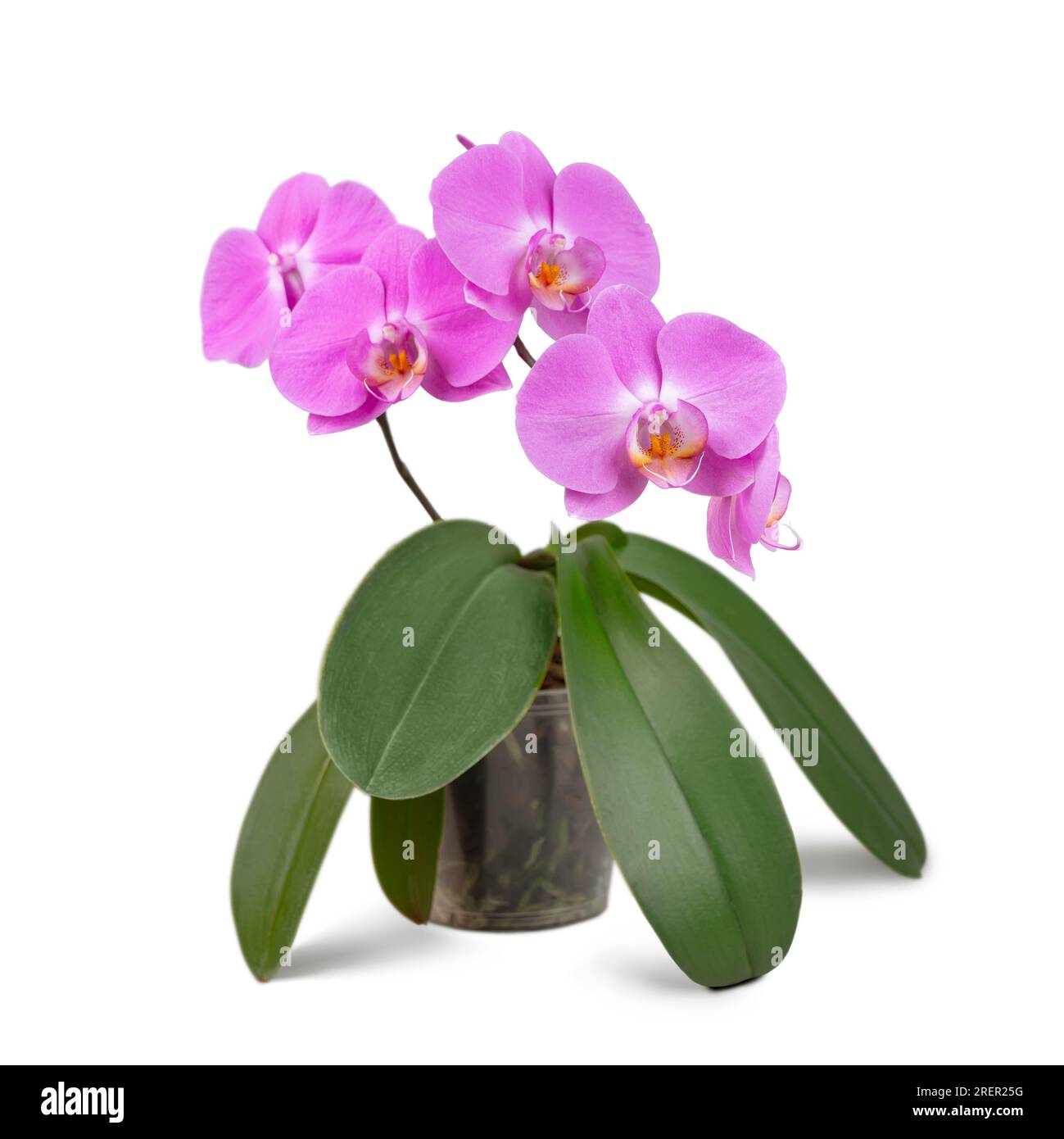 Beautiful tropical purple phalaenopsis, orchid flower with green leaves in pot isolated on white background. Floral, garden, hobby, home plants care. Stock Photo