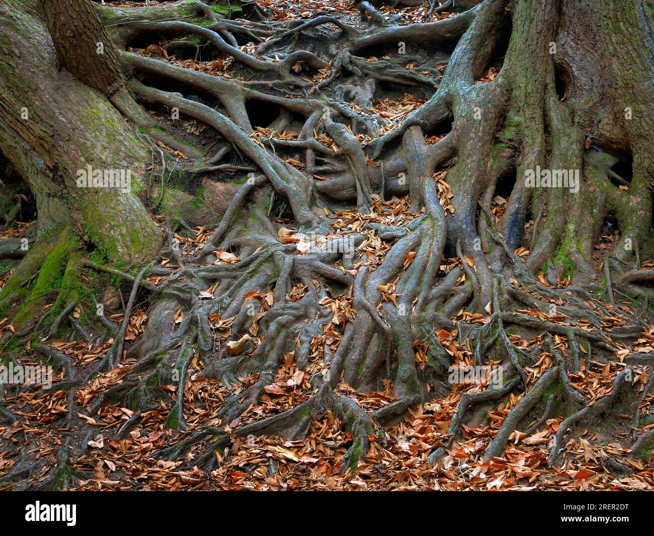 Fallen leaves among exposed tangle of tree roots along the trail in Ohio's Hocking Hills State Park. Stock Photo