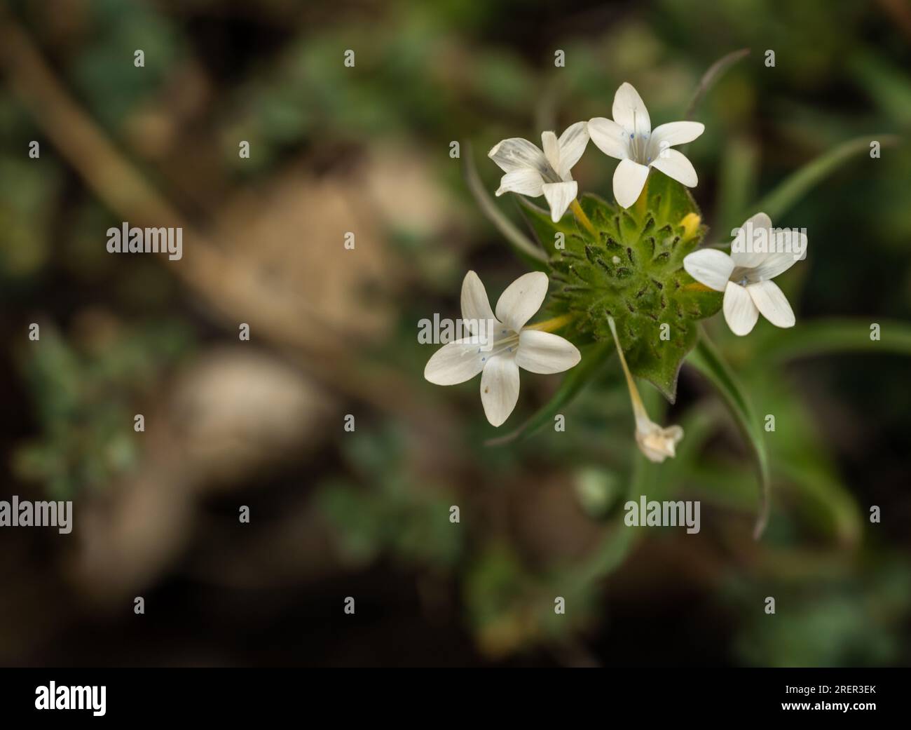 Blooms of Grand Collomia Pop Out From Dark Forest Floor in Yosemite Stock Photo