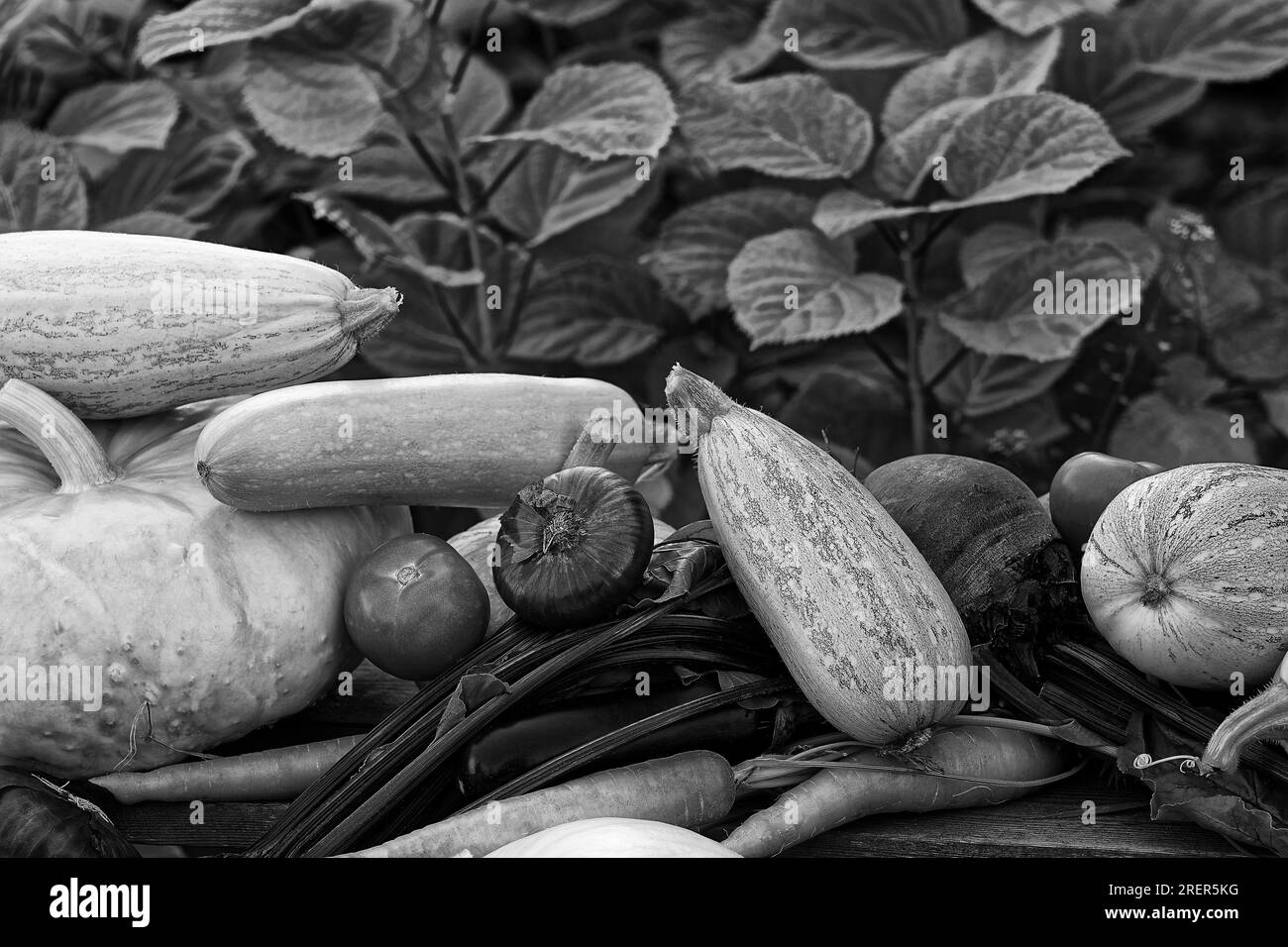 Photo vegetables,squash,pumpkins Stock Photo