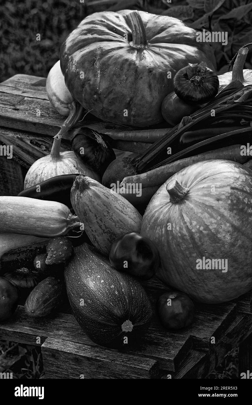 Photo vegetables,squash,pumpkins Stock Photo