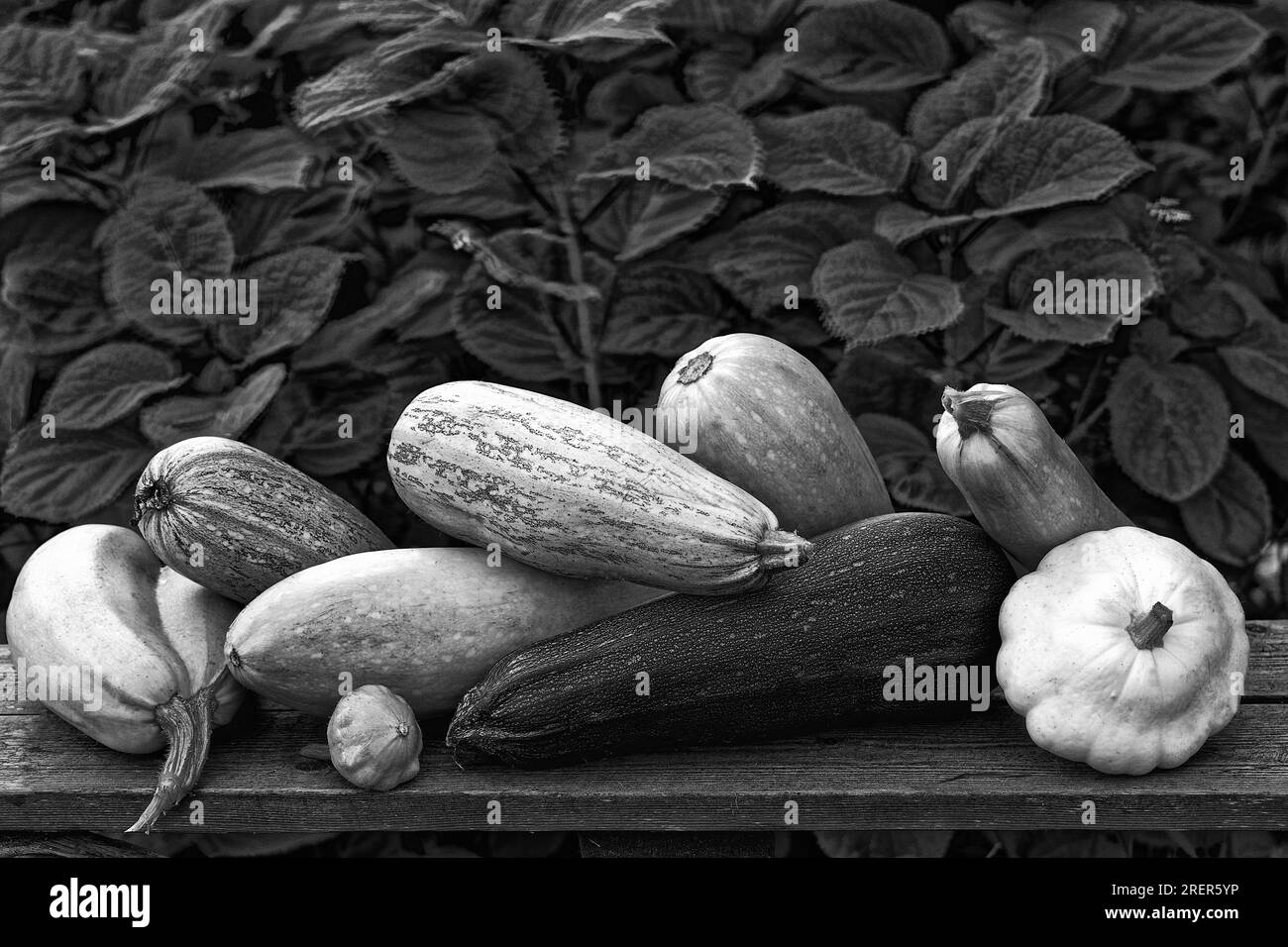 Photo vegetables,squash Stock Photo