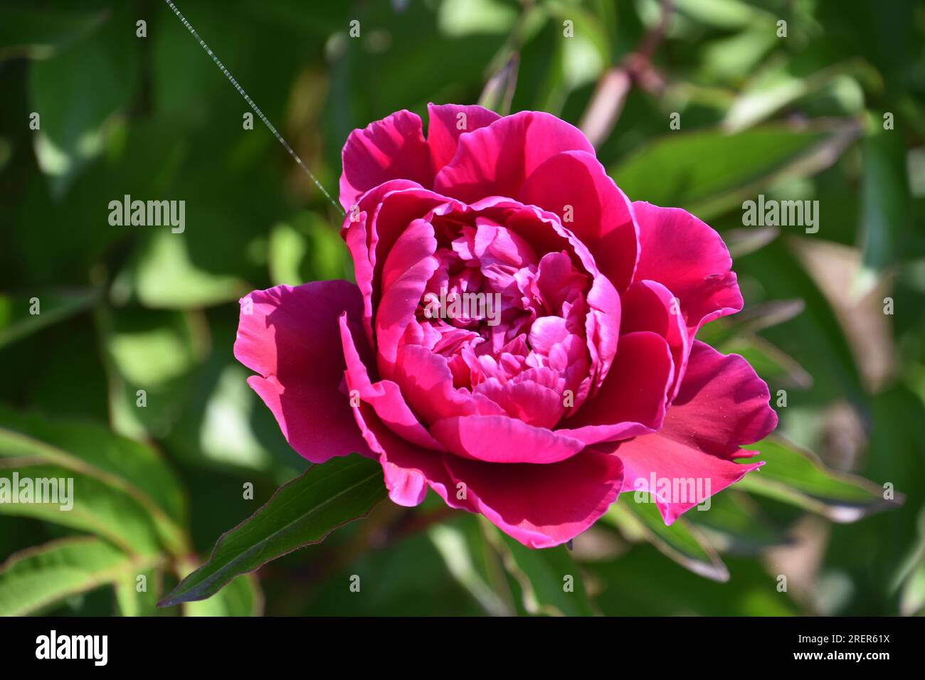 Very pretty dark pink peony blooming and flowering in a garden Stock ...