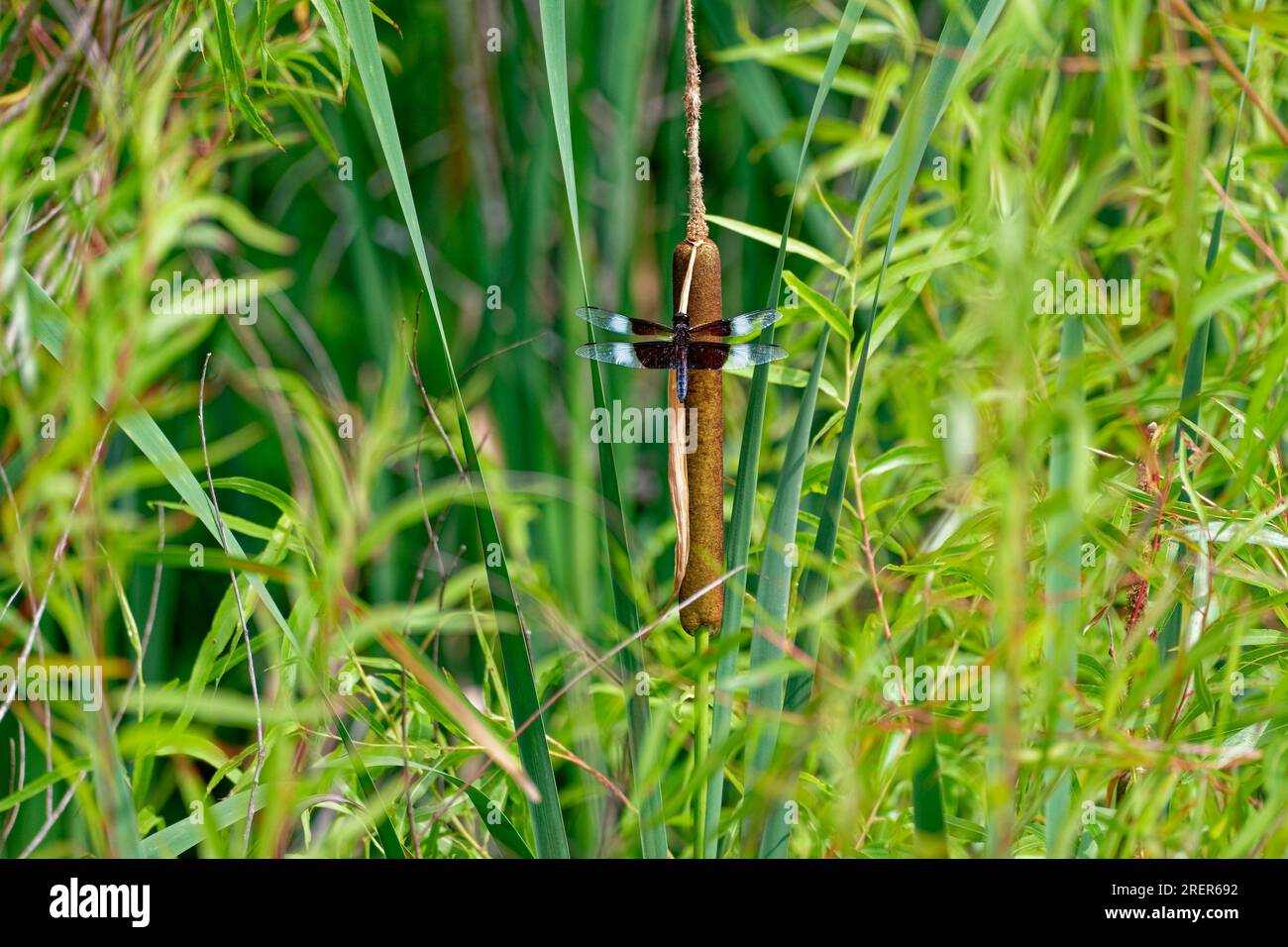 Widow skimmer dragonfly perched on a cattail surrounded by tall grasses at a lake closeup view on a sunny day in summertime Stock Photo