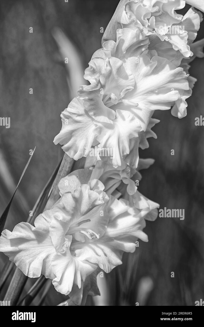 Photo Gladioli, flowers, bouquet,gladioli, gladioli, white gladioli