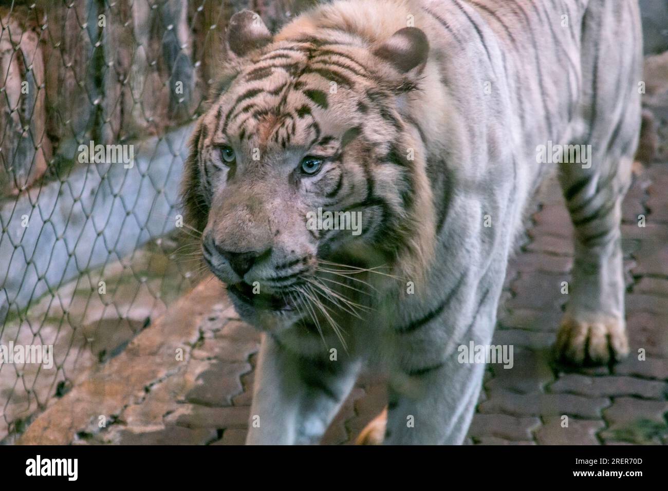 Bengal Tiger: The Power, Beauty and More! - Taman Safari Bali