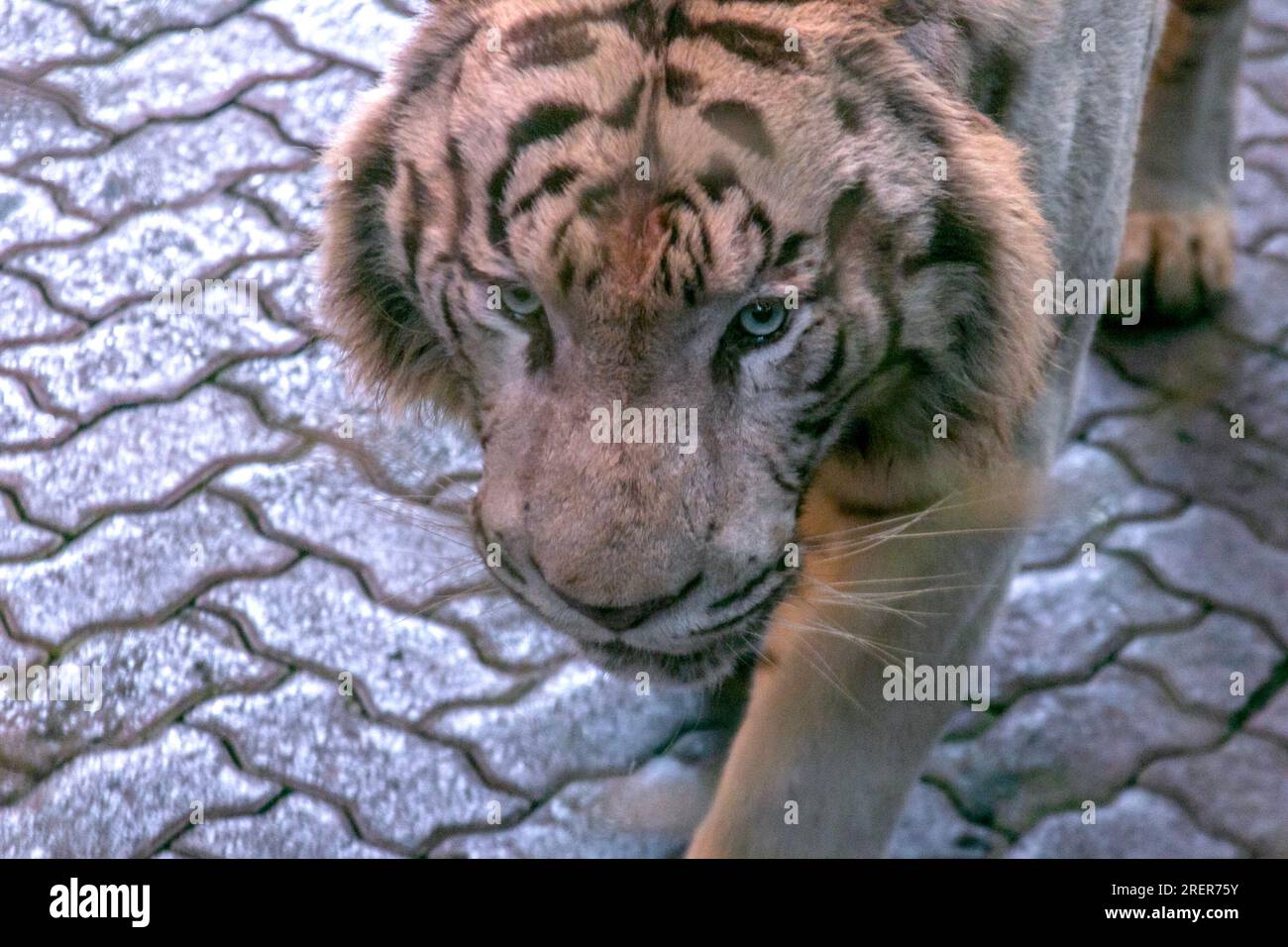 Bengal Tiger: The Power, Beauty and More! - Taman Safari Bali