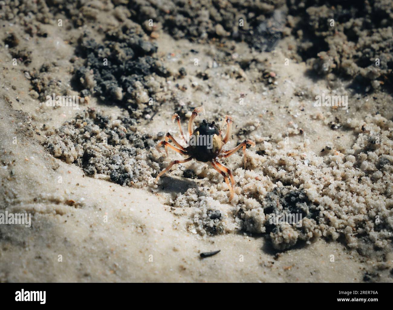 Wild Soldier Crab, Whitehaven Beach, Whitsunday Islands. Elliott Heads