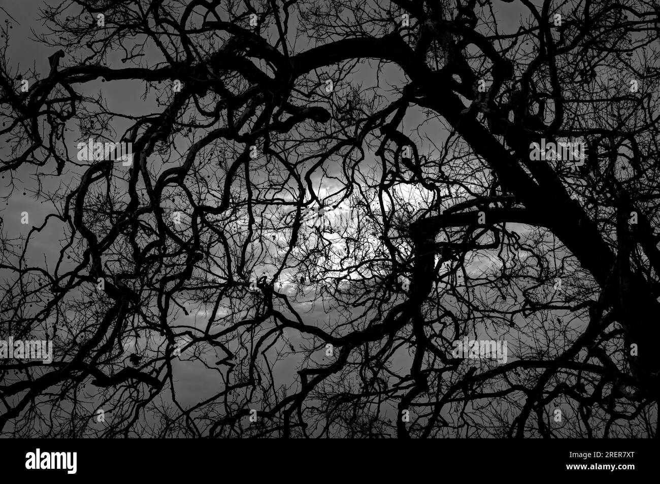 Black tree branches silhouette against a cloudy moonlit night sky. Concepts are mystery, scary, tangled, lost, confused, crooked. Stock Photo