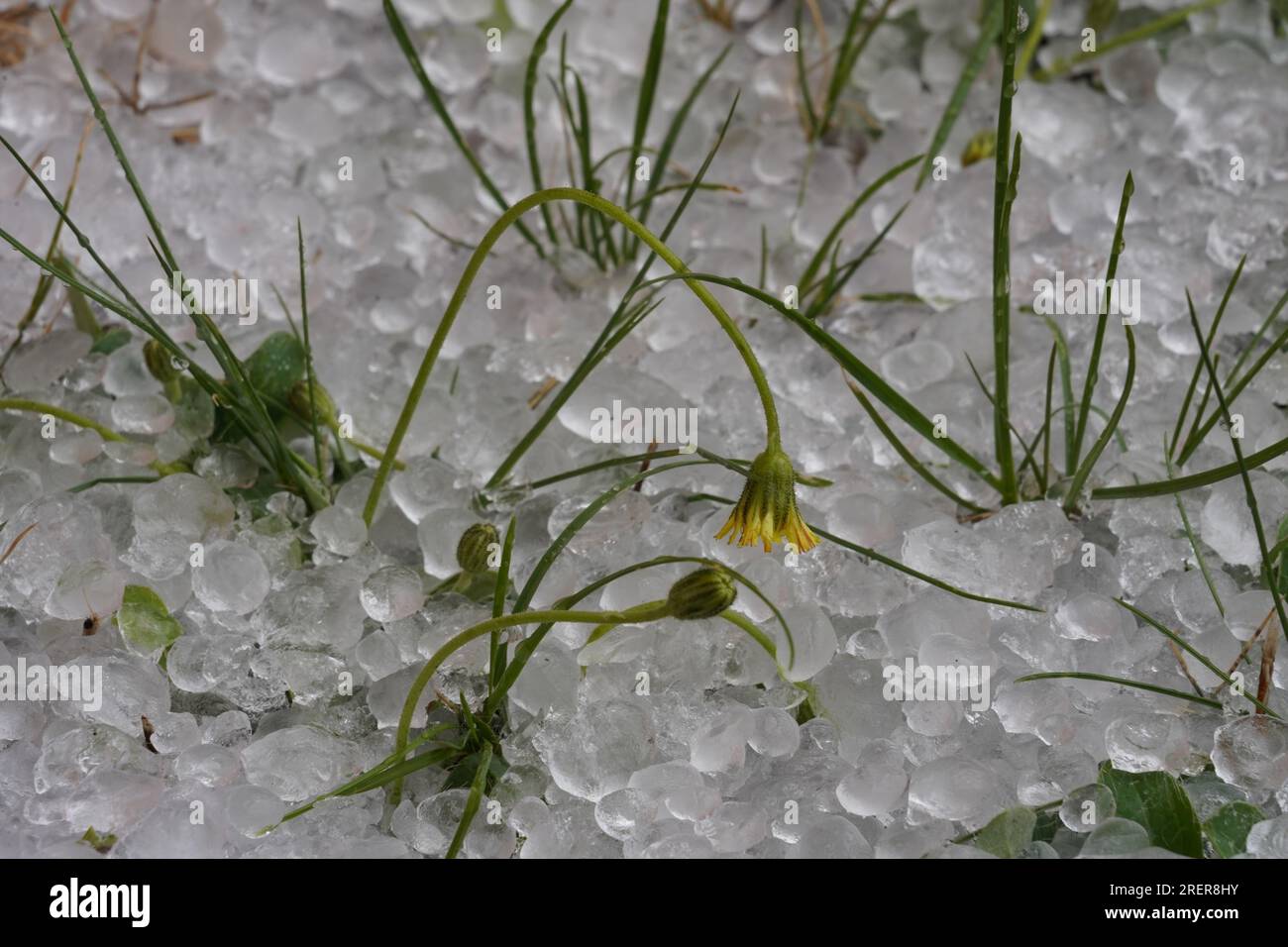 Hailstones spread on the grass as a result of a heavy summer hailstone. Stock Photo
