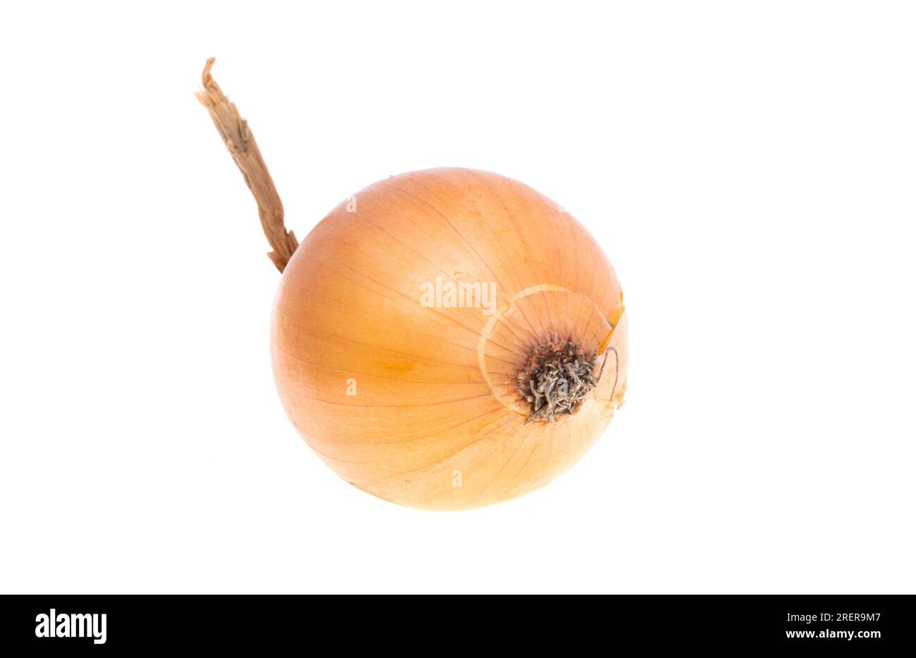onion isolated on white background Stock Photo - Alamy