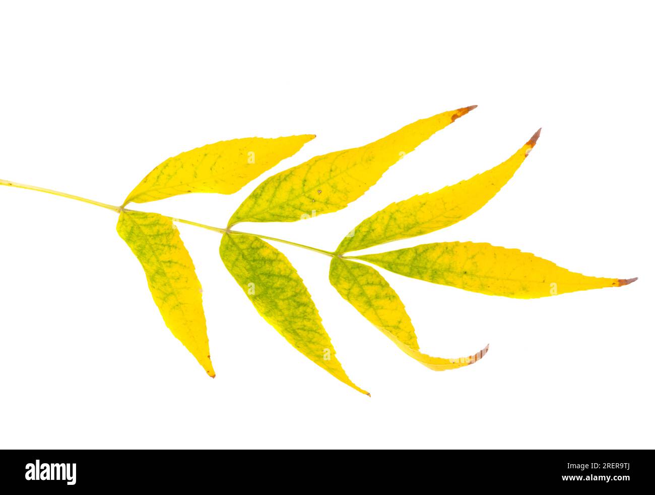 Yellow autumn leaves isolated on white background Stock Photo - Alamy