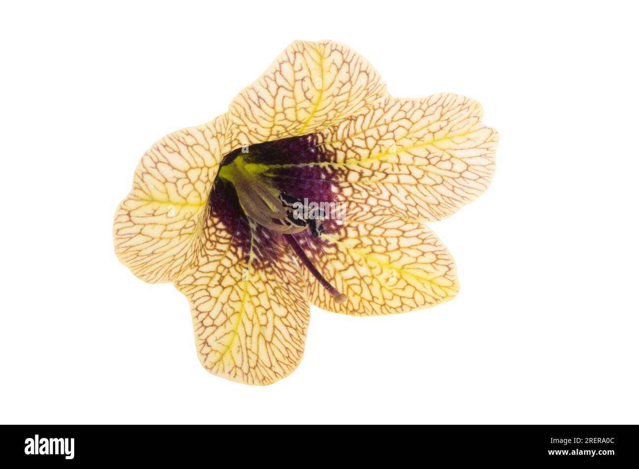 Belladonna flower isolated on white background Stock Photo - Alamy