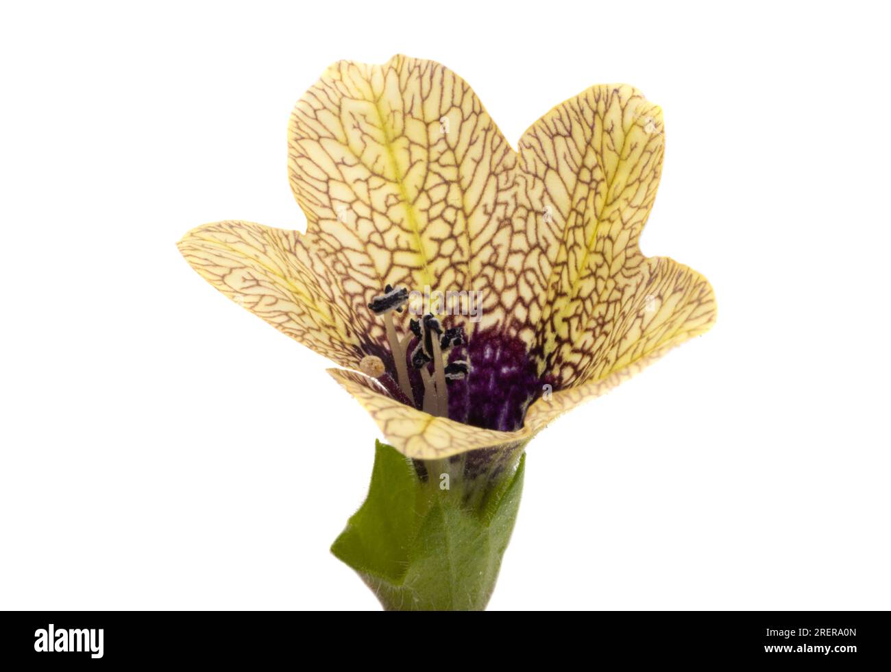 Belladonna flower isolated on white background Stock Photo - Alamy