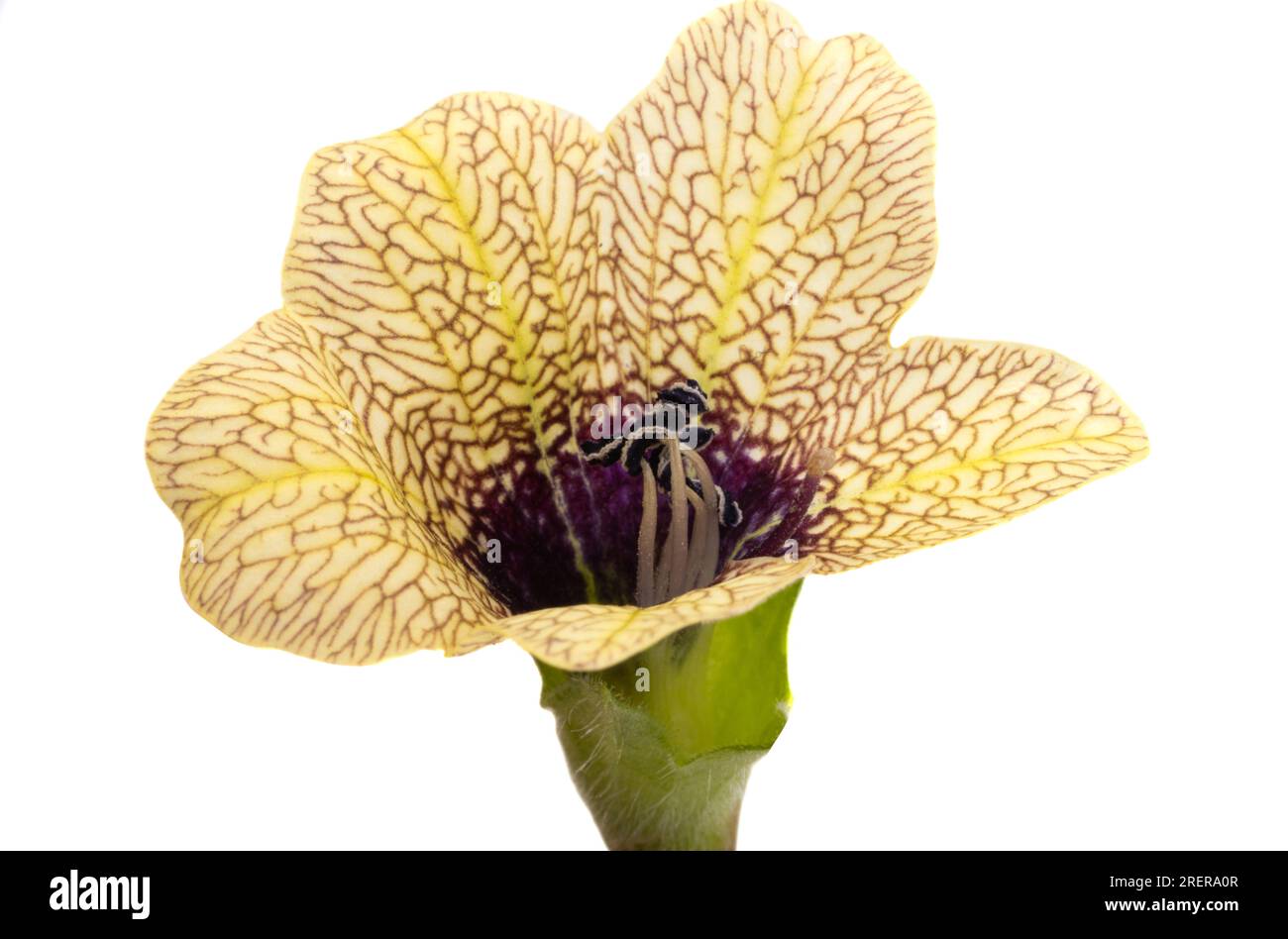 Belladonna flower isolated on white background Stock Photo - Alamy
