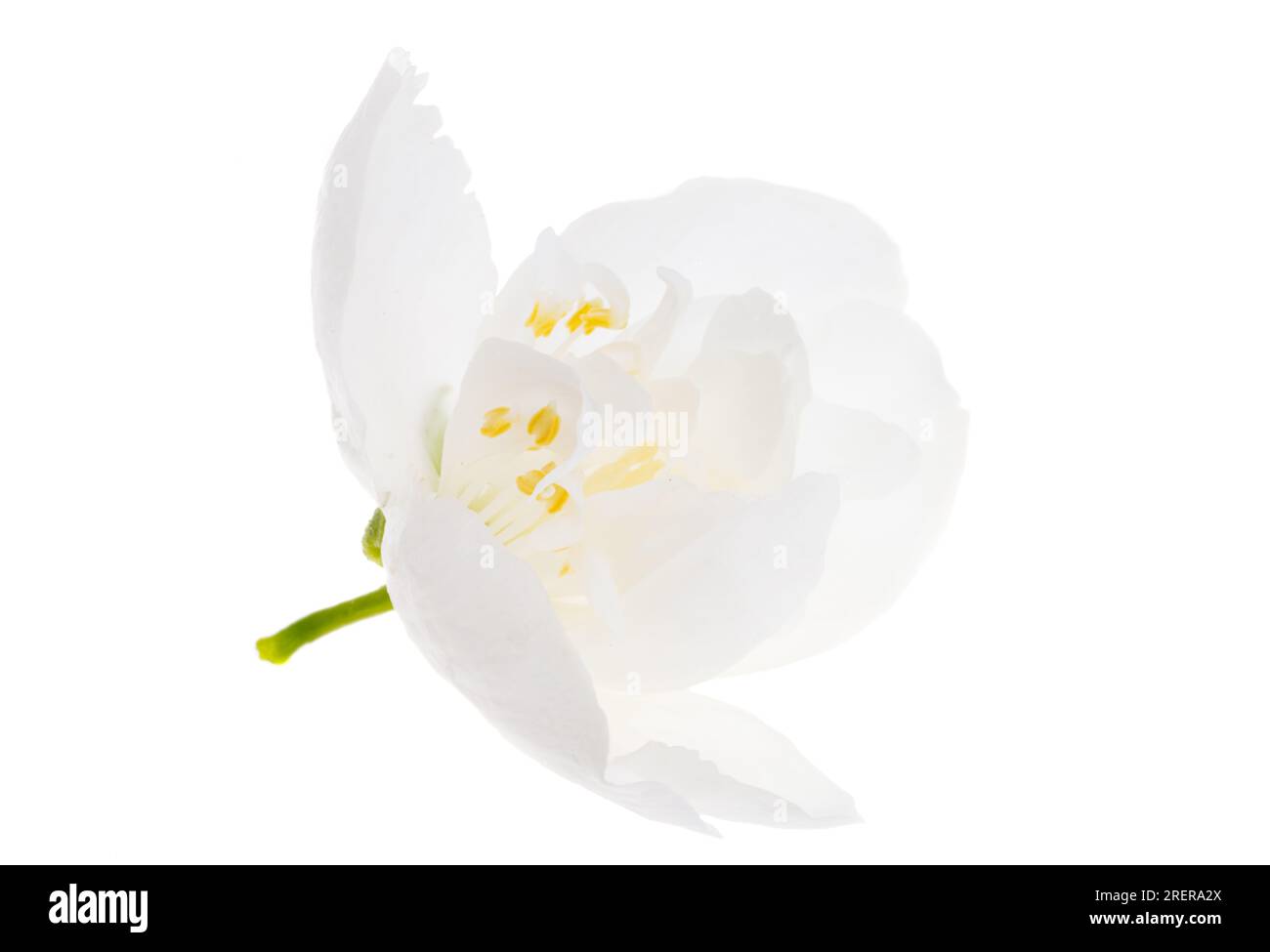jasmine flower isolated on white background Stock Photo - Alamy