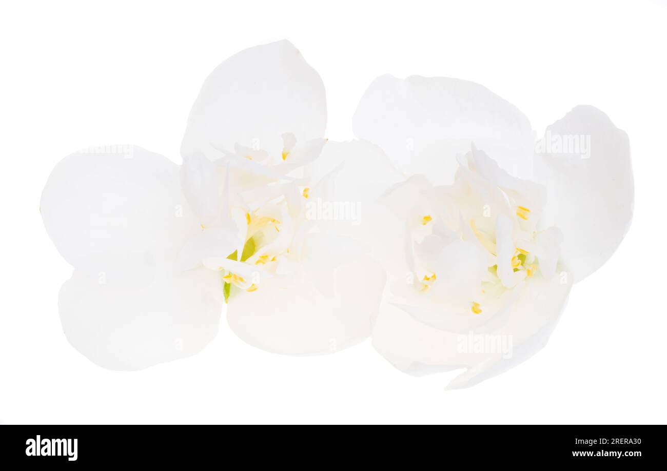 jasmine flower isolated on white background Stock Photo - Alamy