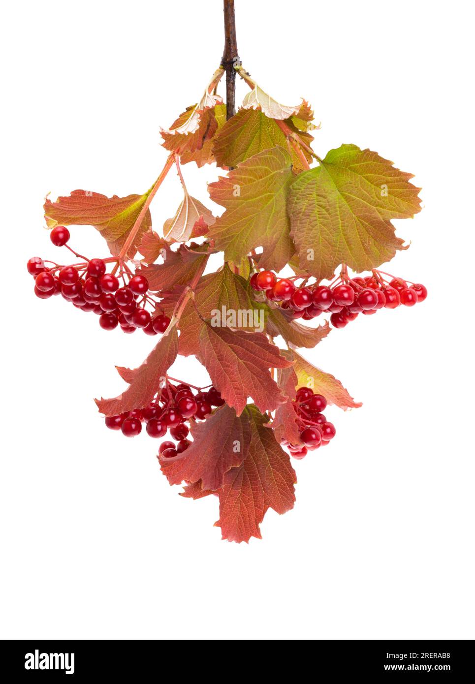 red viburnum isolated on white background Stock Photo Alamy