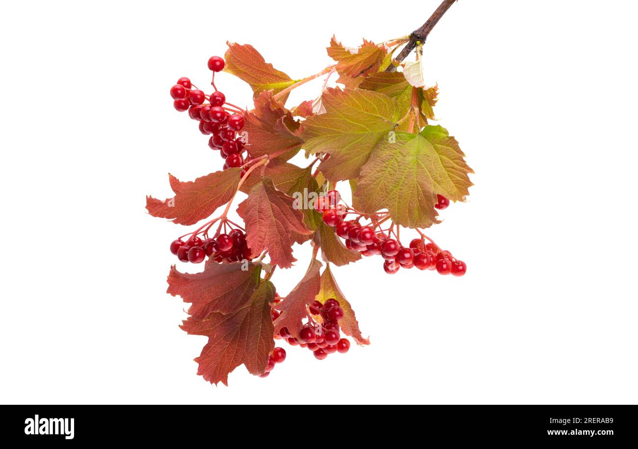 red viburnum isolated on white background Stock Photo Alamy