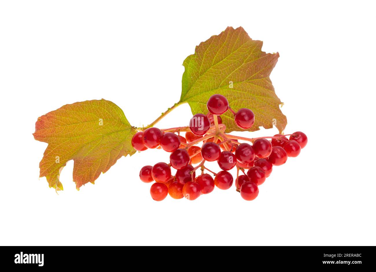 red viburnum isolated on white background Stock Photo Alamy