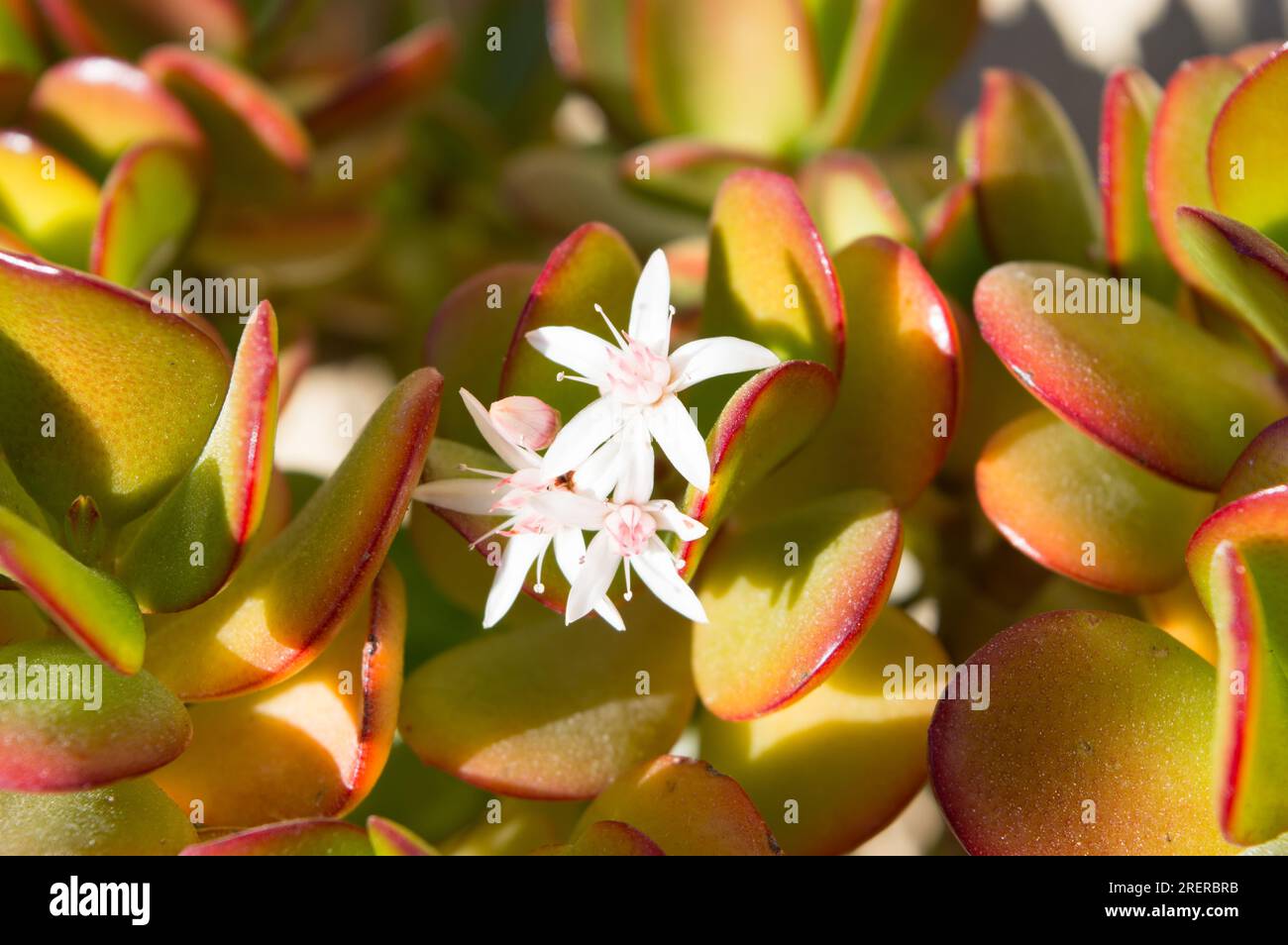 Crassula ovata plant, jade or money plant, with small white flowers and jade green leaves with red border, close up Stock Photo