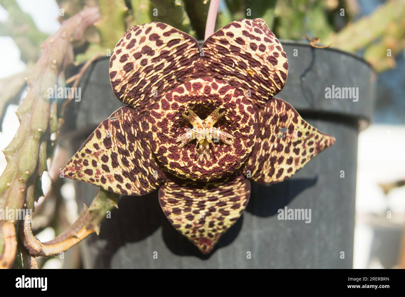 Closeup of flower of Orbea Variegata, star flower, hanging from the plant in the pot Stock Photo