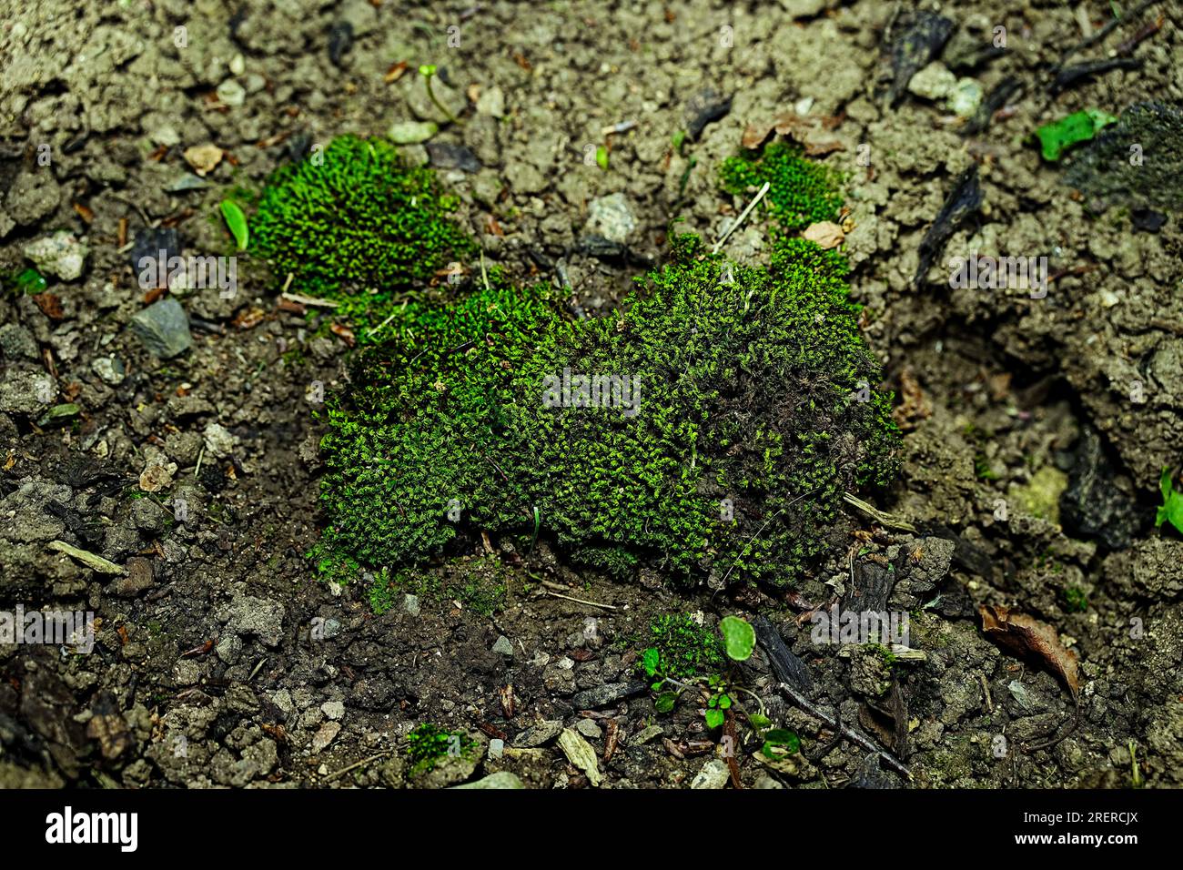 Capillary Thread-moss (Bryum capillare) Stock Photo