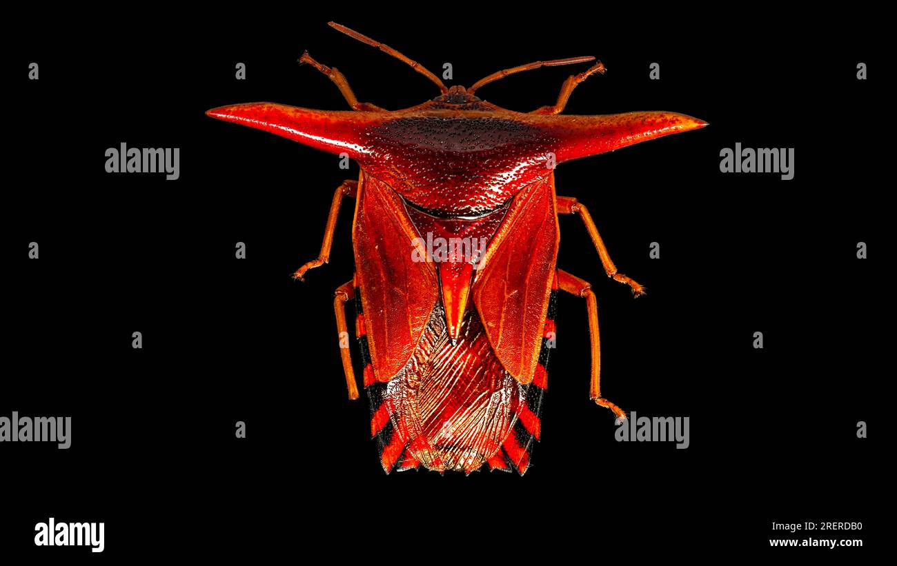 Shield Bug (Pygoplatys lancifer) Stock Photo