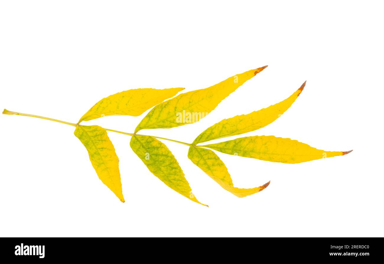 Autumn leaves isolated on white background Stock Photo - Alamy