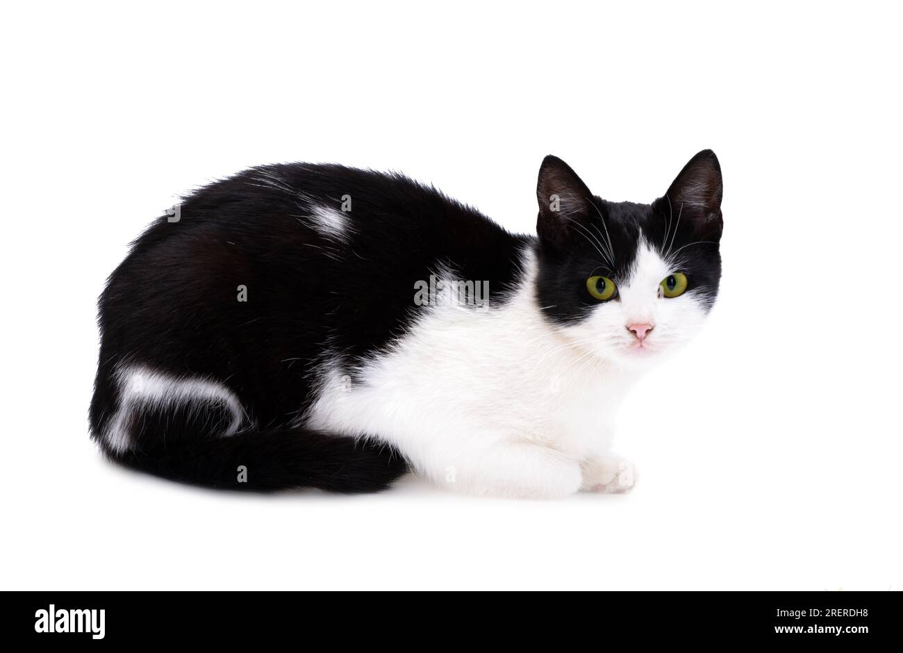 Black and white cat isolated on white background Stock Photo - Alamy