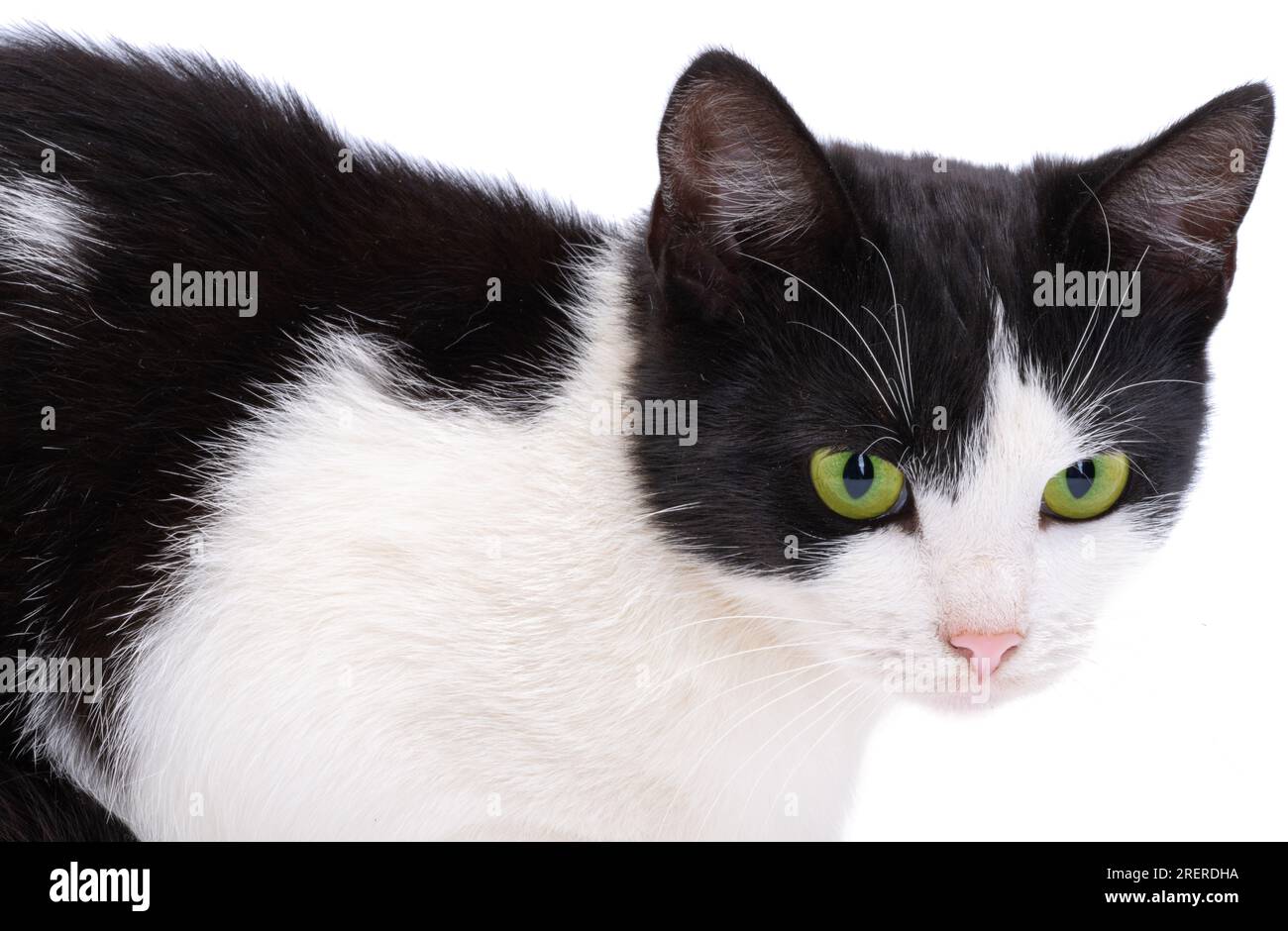 Black and white cat isolated on white background Stock Photo - Alamy