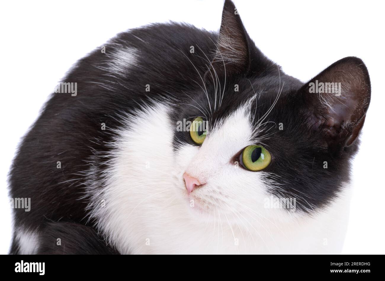 Black and white cat isolated on white background Stock Photo - Alamy