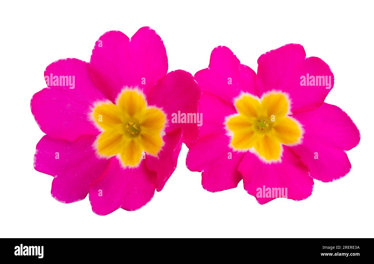 Verbena isolated on white background Stock Photo - Alamy
