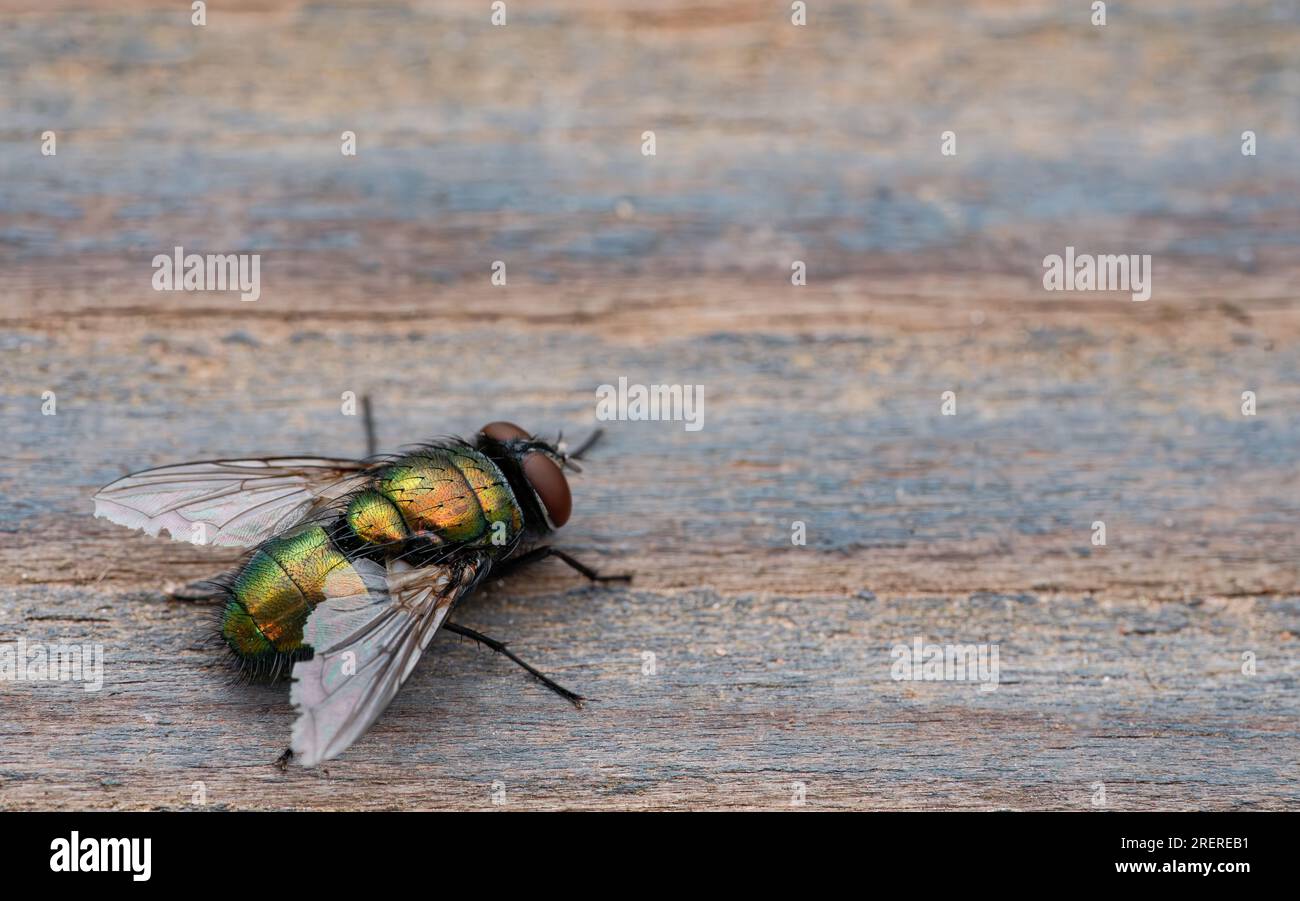 Green bottle fly, Lucilia sericata on a piece of a wood macro shot Stock Photo