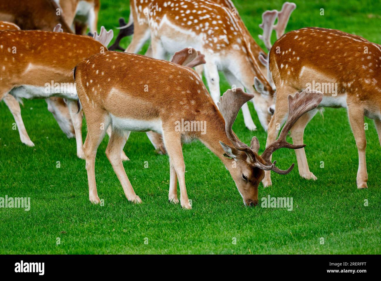 Male fallow deer 'Dama dama', with antlers covered in velvet, grazing green grass. Phoenix Park, Dublin, Ireland Stock Photo