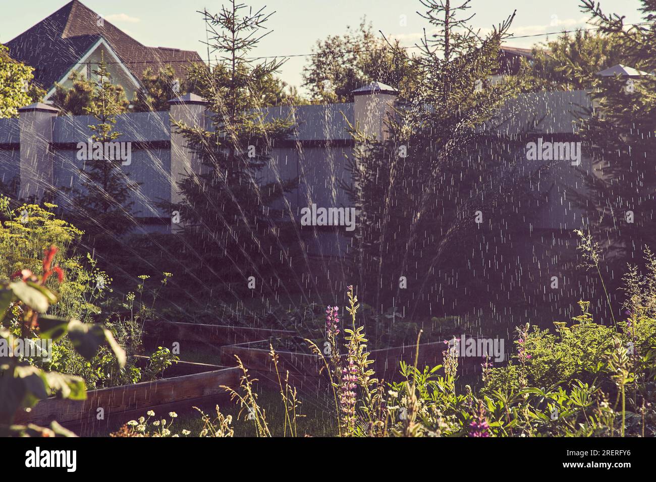 A spray irrigation system waters the garden on a sunny summer day. Sprinkler system for watering plants. The concept of gardening, growing and caring for plants. High quality photo Stock Photo