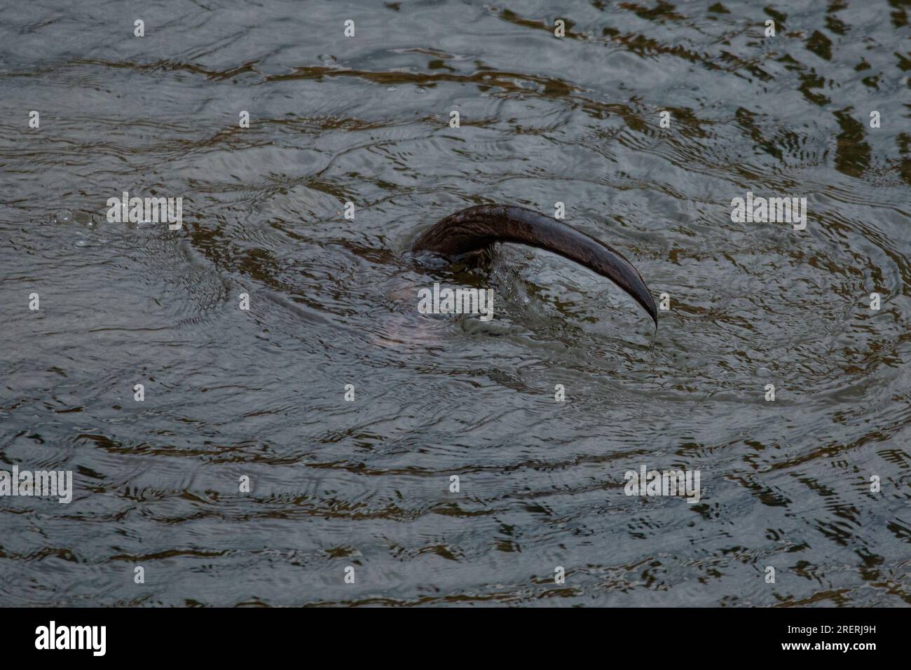 Family of North American River Otters (Lontra canadensis) at Wildcat Glades in Joplin, Missouri