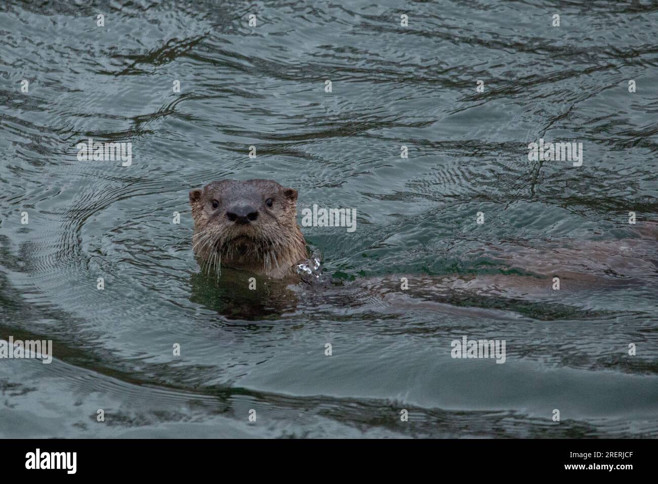 Pair of North American River Otters (Lontra canadensis) at Wildcat