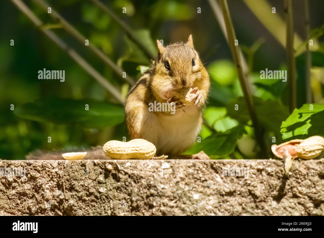 A chipmunk stuffs his cheeks with peanuts Stock Photo Alamy
