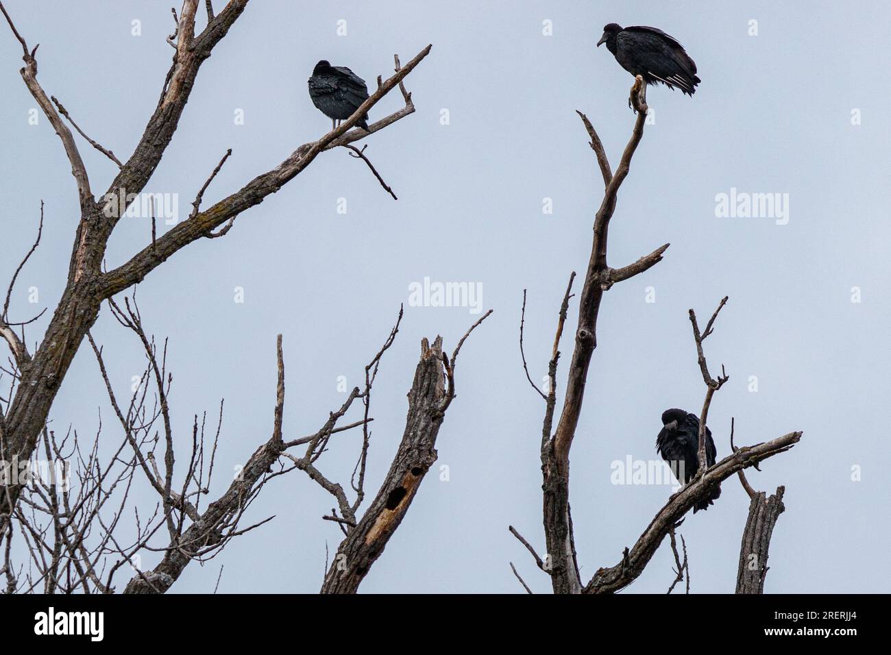 Black vultures (Coragyps atratus) sitting in tree at Walter Woods Conservation Area in Joplin